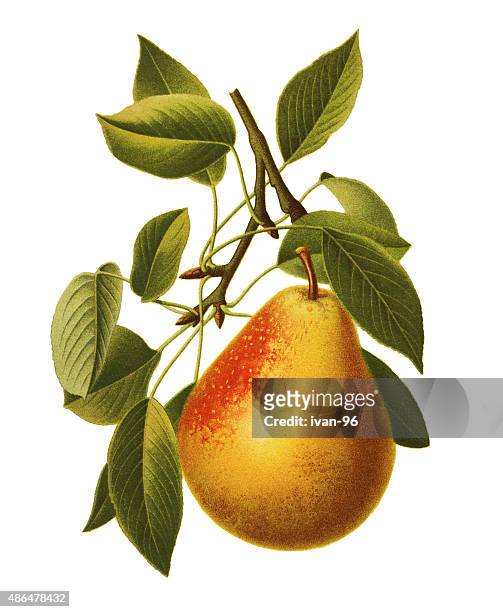 pear - botany stock illustrations