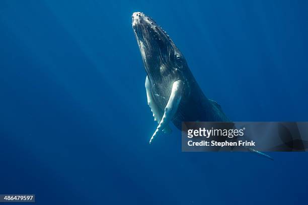 migratory pelagic marine life. - whale stockfoto's en -beelden
