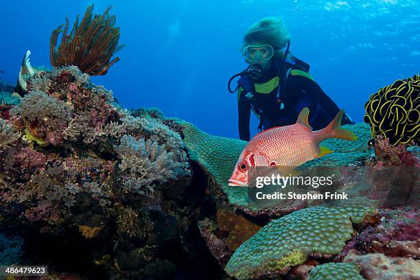 squirrelfish on coral reef. - salomonen stock-fotos und bilder