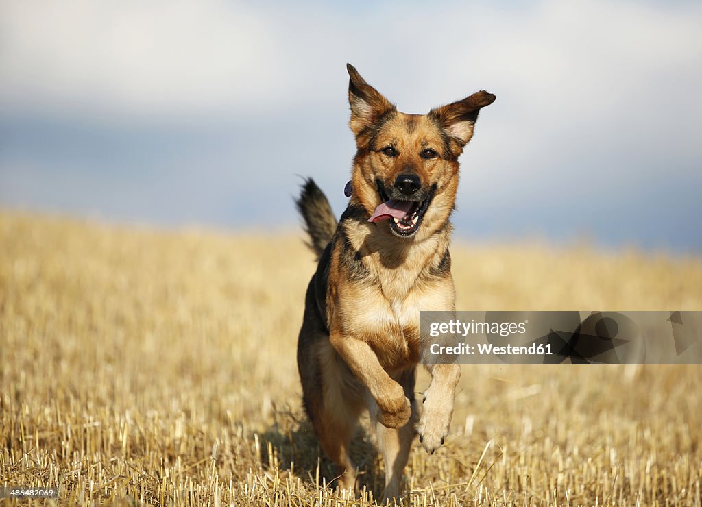 German shepherd mongrel running on a stubble field in front of sky