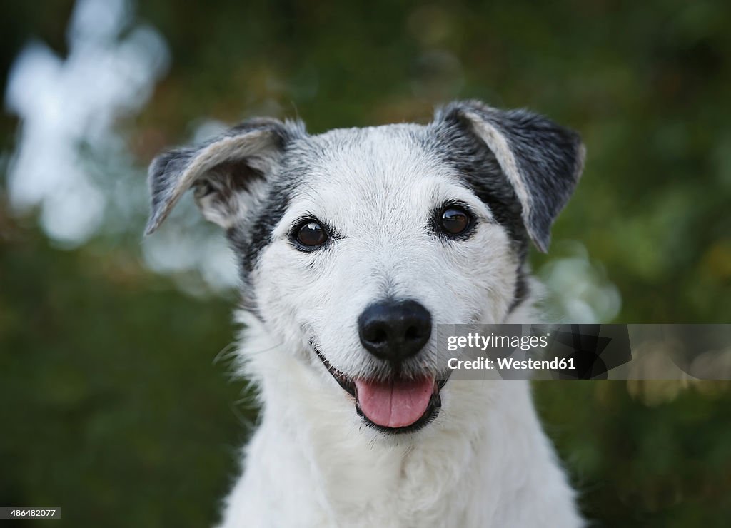Germany, Baden-Wuerttemberg, Jack Russel Terrier, adult