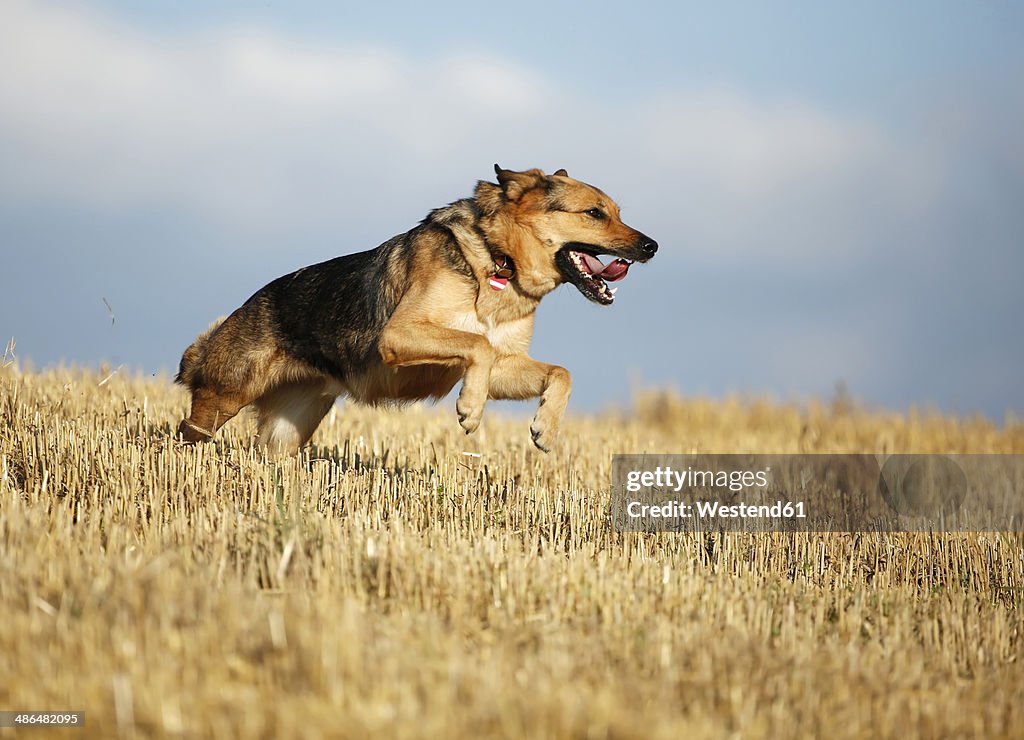 German shepherd mongrel running on a stubble field in front of sky