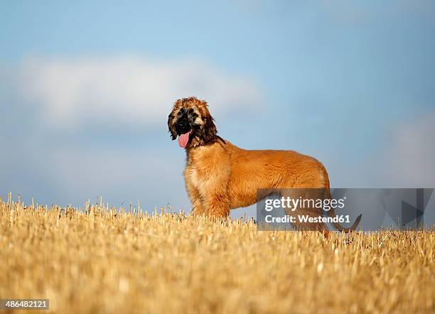 afghan hound with outstretched tongue, puppy, standing on stubble field - stubble texture stock pictures, royalty-free photos & images