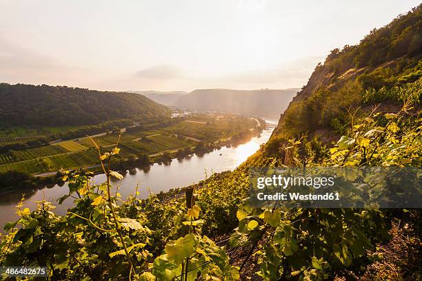 germany, rhine-palatinate, view of moselle valley near dieblich, vineyards at moselle river - ラインラント＝プファルツ州 ストックフォトと画像