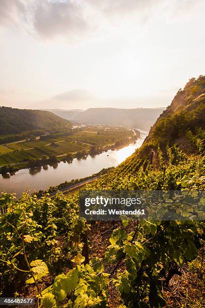 germany, rhine-palatinate, view of moselle valley near dieblich, vineyards at moselle river - moselle river stock pictures, royalty-free photos & images