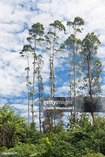 sri lanka, ella, tall trees - ella sri lanka stockfoto's en -beelden