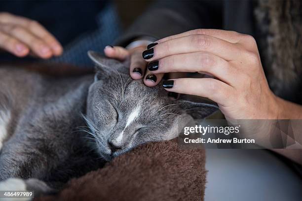 Person pets a cat in the pop-up shop "Cat Cafe" on April 24, 2014 in New York City. The cafe, which has been created Purina One cat food, serves...