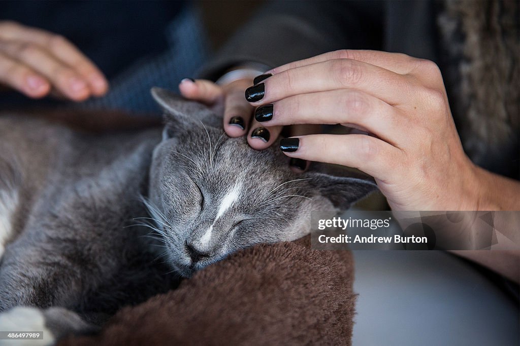 Pop Up Cat Cafe Opens In Manhattan