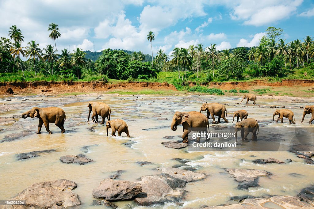 Pinnawala elephant orphanage, Sri Lanka.