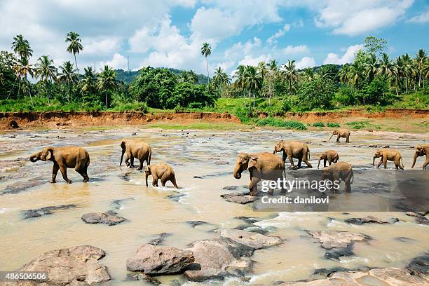 pinnawala elephant orphanage, sri lanka. - sri lanka stock pictures, royalty-free photos & images