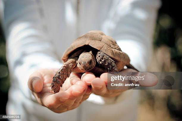 the little friend - landsköldpadda bildbanksfoton och bilder