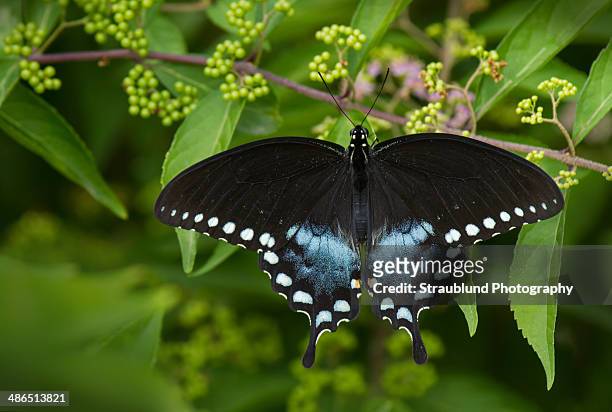 spicebush swallowtail butterfly - spice swallowtail butterfly stock pictures, royalty-free photos & images