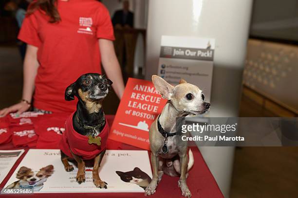 280 Animal Rescue League Of Boston Photos and Premium High Res Pictures -  Getty Images
