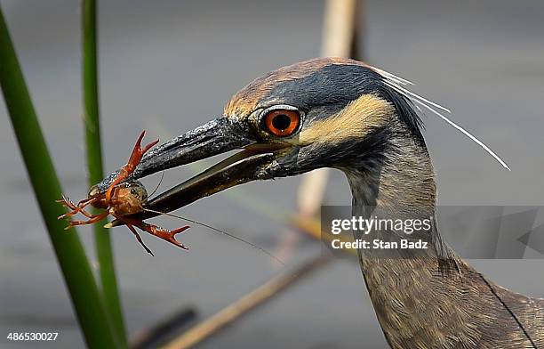 Crawfish becomes a meal for a heron hunting for food on the 17th hole during the first round of the Zurich Classic of New Orleans at TPC Louisiana on...