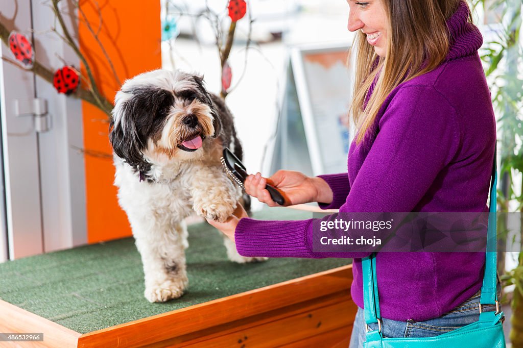 Tibetan Terrier in pet store...cute woman owner is brushing him