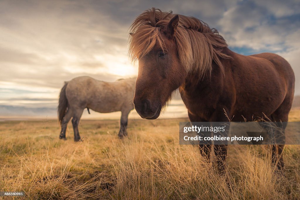 Icelandic horses in the field