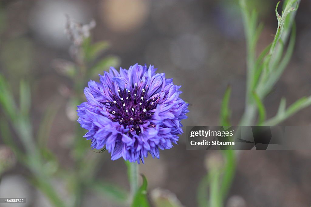 Cornflower