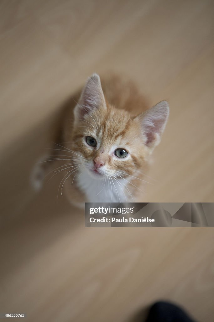Mr Big Ears