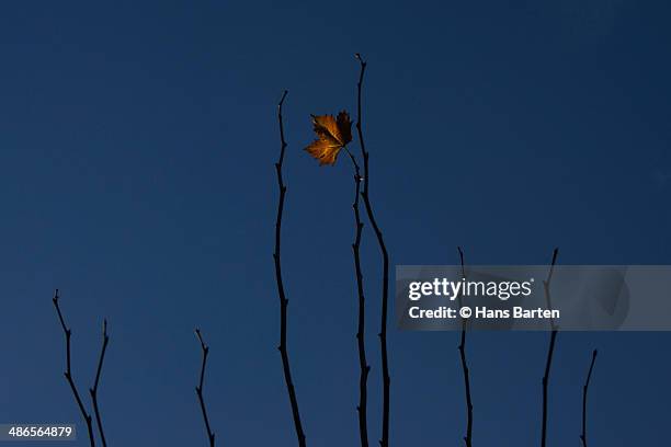 single leaf in autumn - hans barten stockfoto's en -beelden