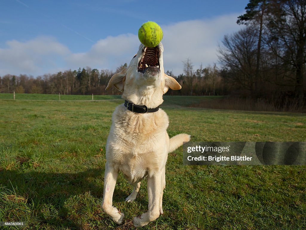 Labrador