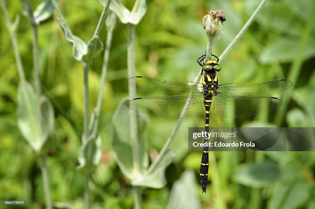 Dragonfly