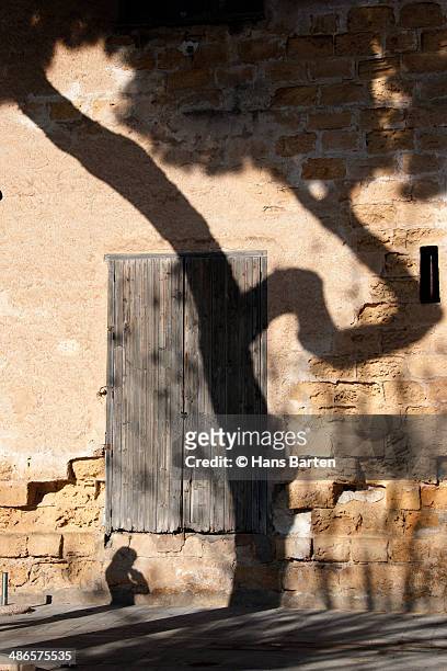 old wall with a shadow tree - hans barten stockfoto's en -beelden