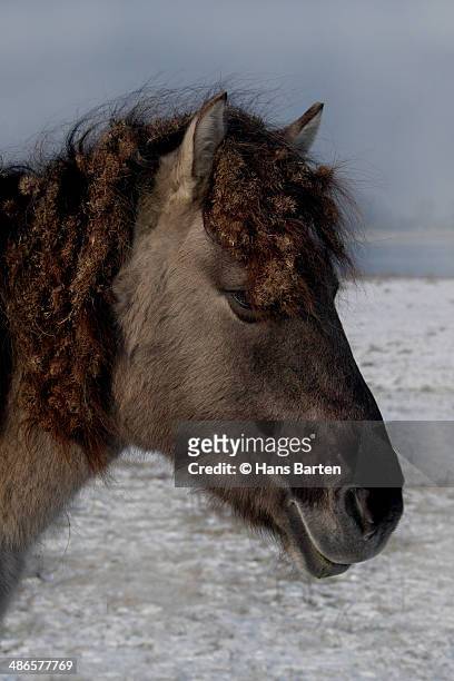 portrait of a horse standing in snow - hans barten stockfoto's en -beelden