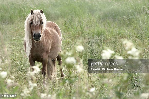pony in field with white wildflowers - hans barten stockfoto's en -beelden