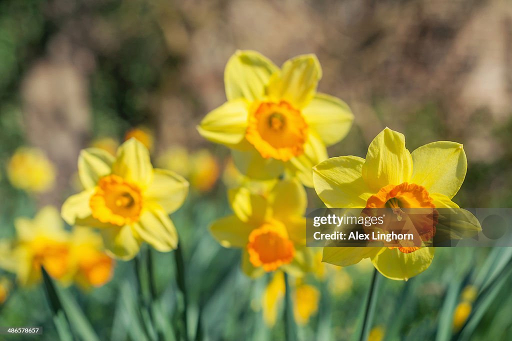 Spring daffodils (Narcissus)