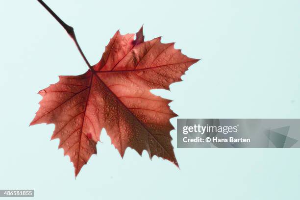 autumn leave with waterdrops - hans barten stockfoto's en -beelden