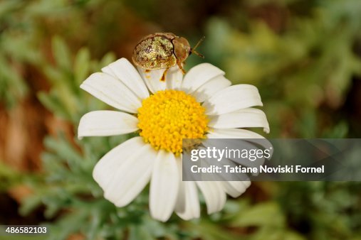 Bug and daisy Bug and daisy