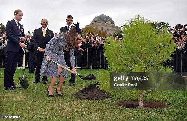 Catherine, Duchess of Cambridge plants an Aleppo Pine seedling derived from seeds gathered after the battle of Lone Pine at Gallipoli, on ANZAC Day...