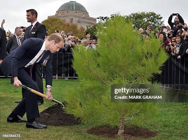 Britains Prince William plants an Aleppo Pine seedling derived from seeds gathered after the battle of Lone Pine at Gallipoli, in Canberra on April...