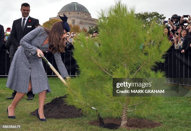 Britains Catherine, Duchess of Cambridge plants an Aleppo Pine seedling derived from seeds gathered after the battle of Lone Pine at Gallipoli, in...