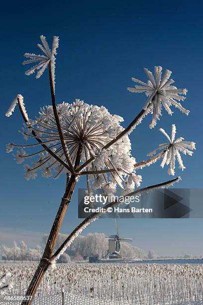 typical dutch winterlandscape with flower - hans barten stockfoto's en -beelden