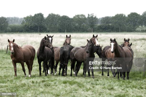 herd of horses - hans barten stockfoto's en -beelden