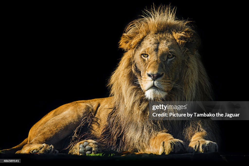 Lying male lion