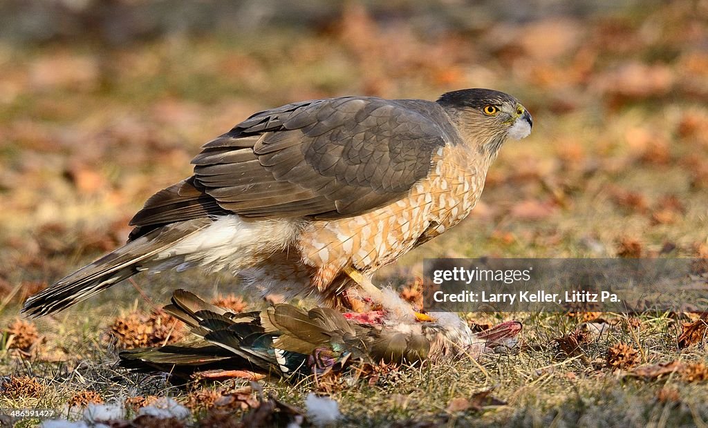 Coopers Hawk