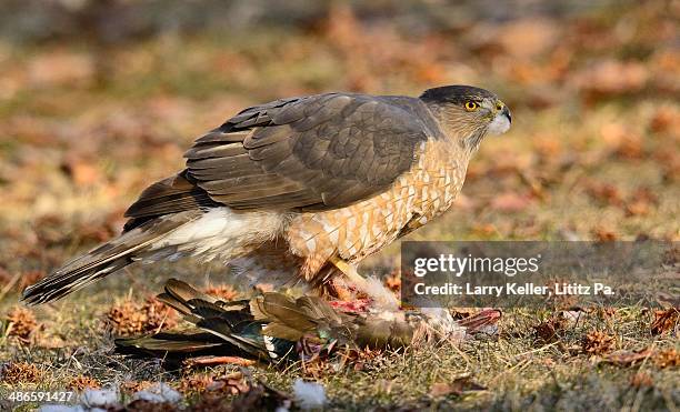 coopers hawk - coopers hawk stock pictures, royalty-free photos & images