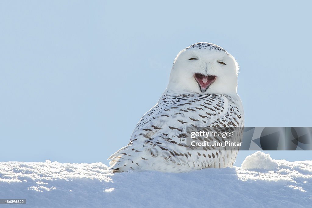 Snowy Owl Yawning Smiling In Snow High Res Stock Photo Getty Images snowy-owl-yawning-smiling-in-snow-high-res-stock-photo-getty-images
