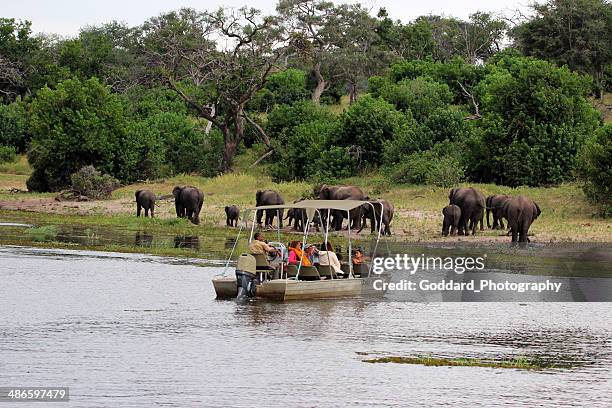 botswana: tourists view elephants from boat in chobe national park - chobe national park stock pictures, royalty-free photos & images