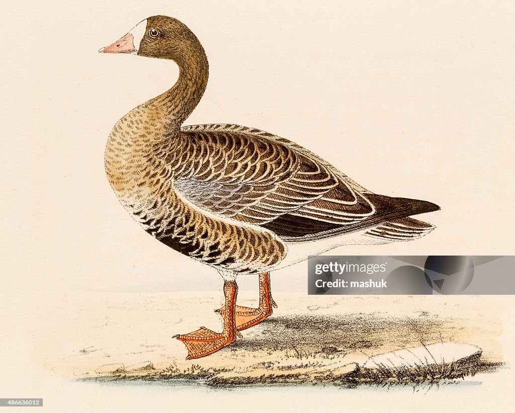 White-fronted goose , 19 century science illustration