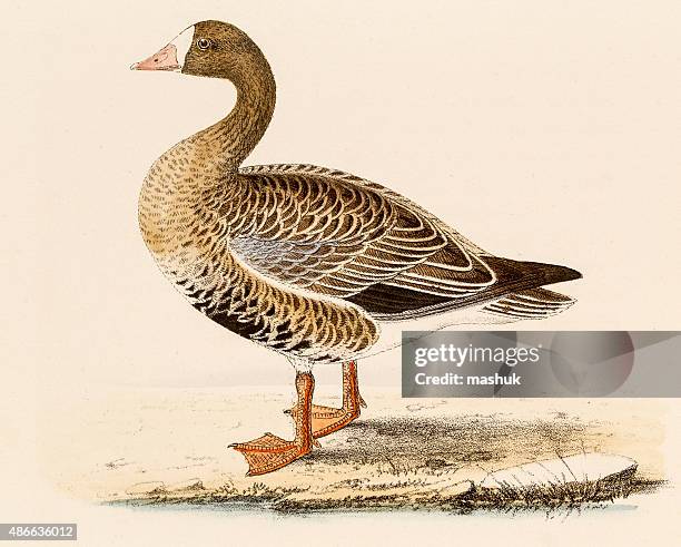 white-fronted goose , 19 century science illustration - greater white fronted goose stock illustrations