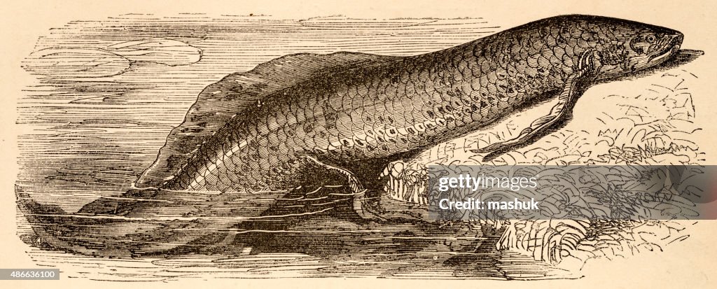 Lungfish, 19 century science illustration