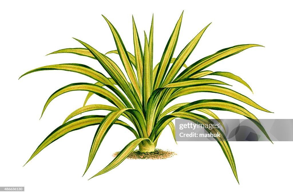 Yucca, 19 century litho