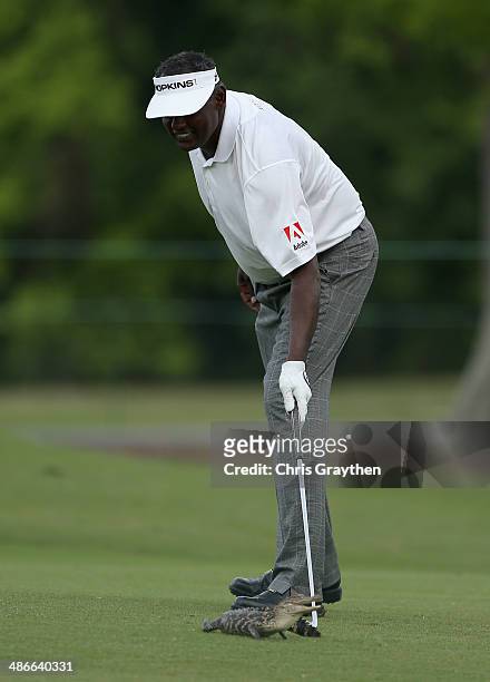 Vijay Singh has a run in with a baby alligator while trying to take his shot on the 7th during Round Two of the Zurich Classic of New Orleans at TPC...