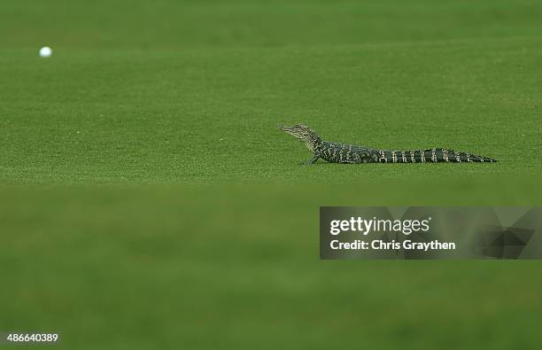 Vijay Singh has a run in with a baby alligator while trying to take his shot on the 7th during Round Two of the Zurich Classic of New Orleans at TPC...