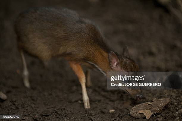 Mousedeer Photos and Premium High Res Pictures - Getty Images