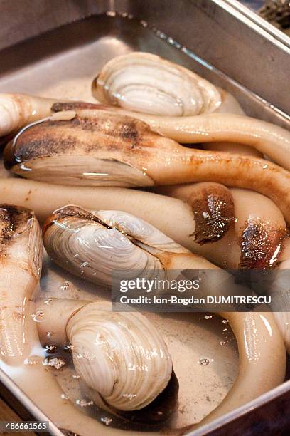 geoduck clams - geoduck stock-fotos und bilder