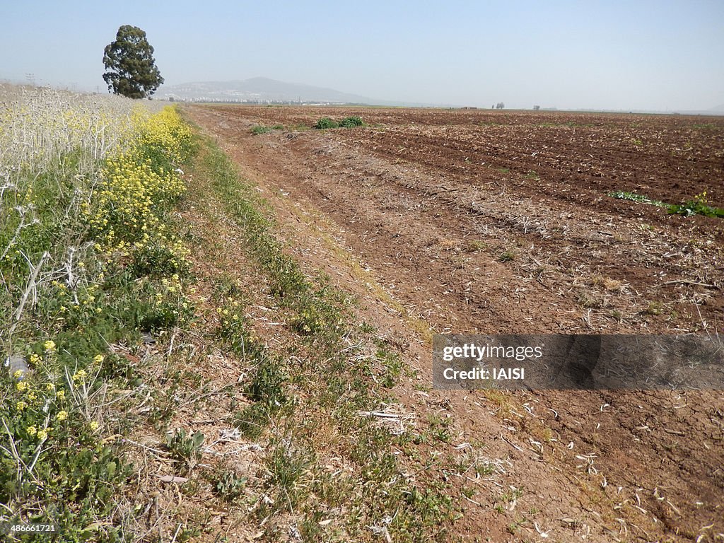 Northern Israel, in the fields of Lower Galilee